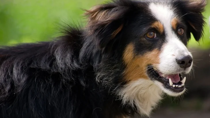 Greek Sheepdog Dog photo