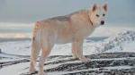Greenland Dog Dog photo