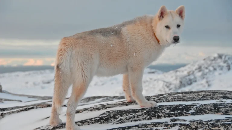 Greenland Dog Dog photo