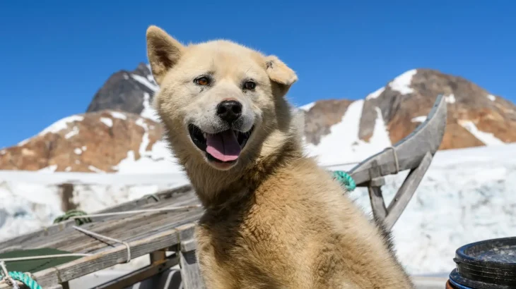 Greenland Dog Dog photo