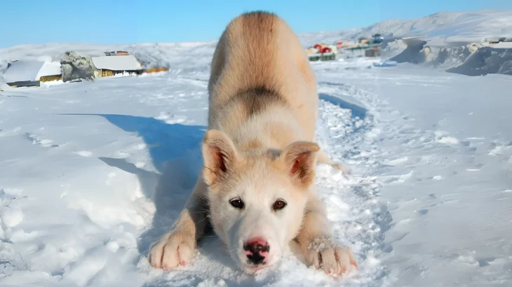 Greenland Dog Dog photo