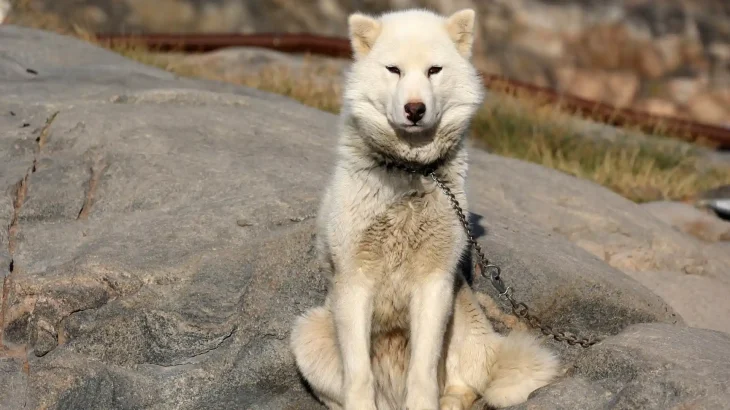 Greenland Dog Dog photo
