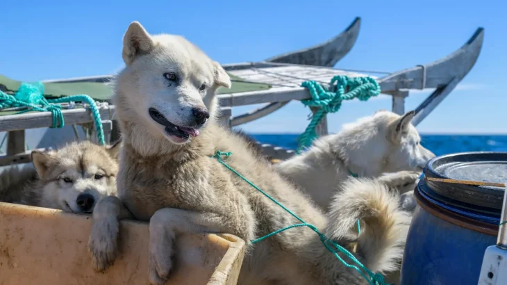 Greenland Dog Dog photo