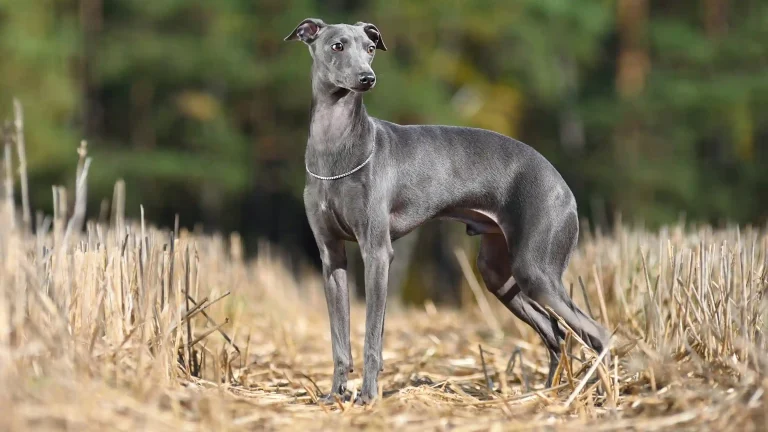 Greyhound Dog photo