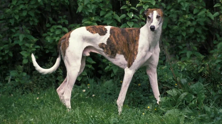 Greyhound Dog photo
