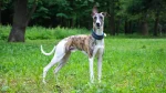 Greyhound Dog photo