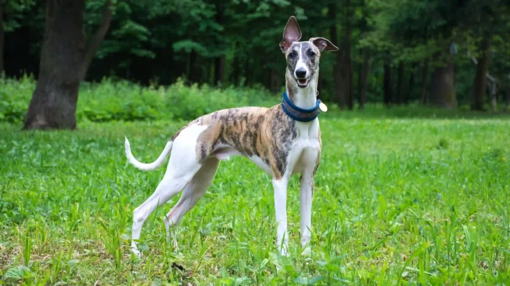 Greyhound Dog photo