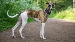 Greyhound Dog photo