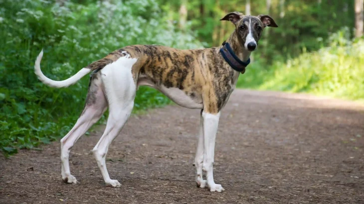 Greyhound Dog photo