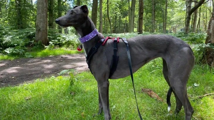 Greyhound Dog photo
