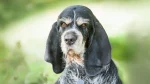 Griffon Bleu de Gascogne Dog photo