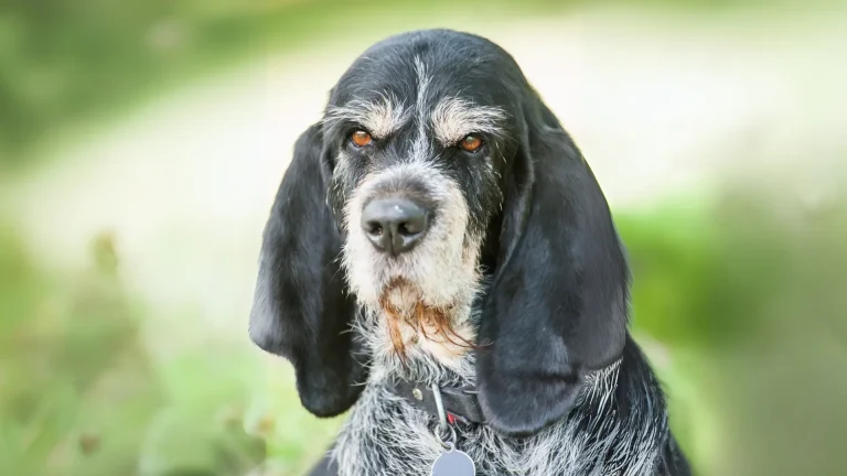 Griffon Bleu de Gascogne Dog photo