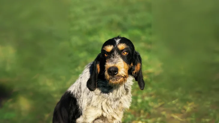 Griffon Bleu de Gascogne Dog photo