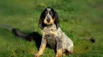 Griffon Bleu de Gascogne Dog photo