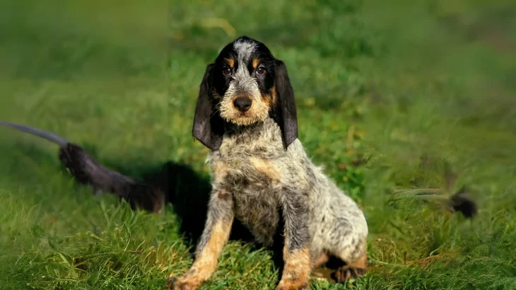 Griffon Bleu de Gascogne Dog photo