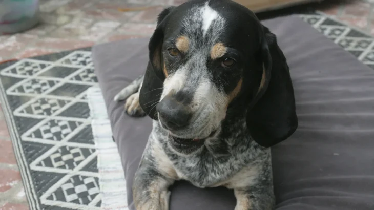 Griffon Bleu de Gascogne Dog photo