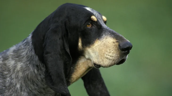 Griffon Bleu de Gascogne Dog photo