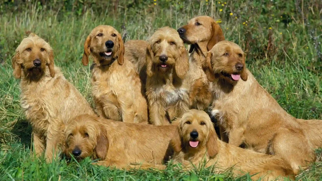 Griffon Fauve de Bretagne Dog photo