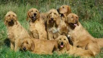 Griffon Fauve de Bretagne Dog photo