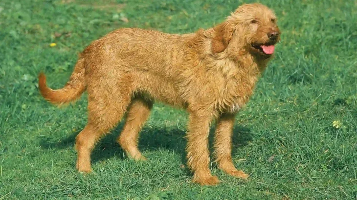 Griffon Fauve de Bretagne Dog photo