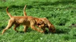 Griffon Fauve de Bretagne Dog photo