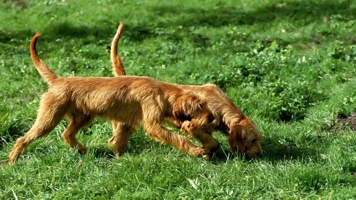 Griffon Fauve de Bretagne Dog photo