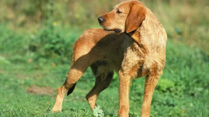 Griffon Fauve de Bretagne Dog photo