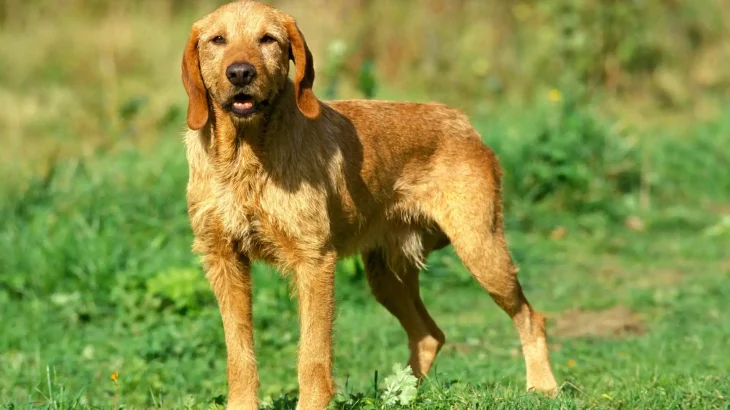 Griffon Fauve de Bretagne Dog photo