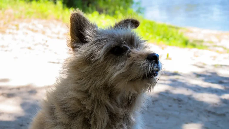 Griffon Nivernais Dog photo