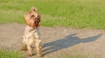 Griffon Nivernais Dog photo