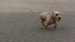 Griffon Nivernais Dog photo