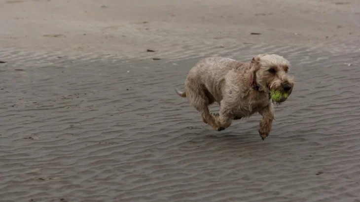 Griffon Nivernais Dog photo