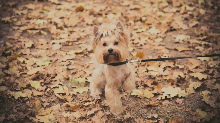 Griffon Nivernais Dog photo