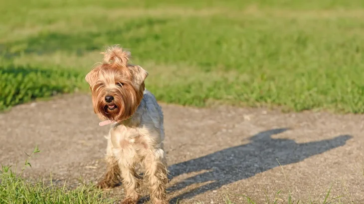 Griffon Nivernais Dog photo