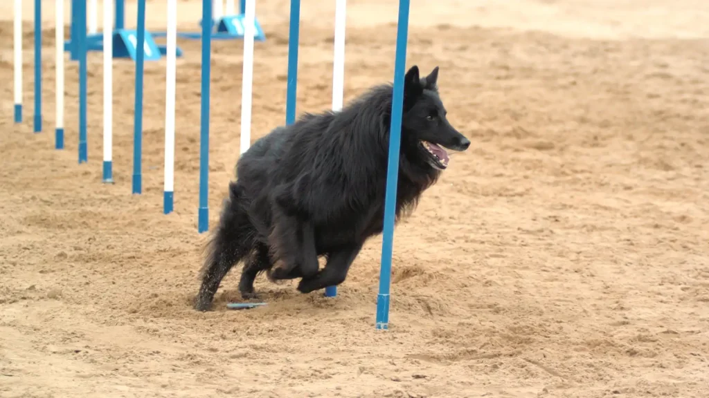 Pastore Belga Groenendael Dog photo