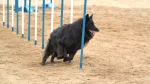 Pastore Belga Groenendael Dog photo