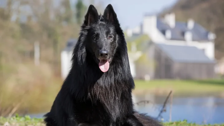 Pastore Belga Groenendael Dog photo