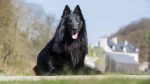 Pastore Belga Groenendael Dog photo