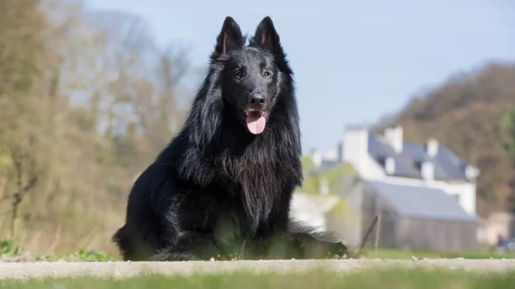 Pastore Belga Groenendael Dog photo