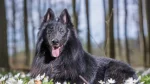 Pastore Belga Groenendael Dog photo