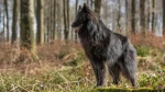 Pastore Belga Groenendael Dog photo