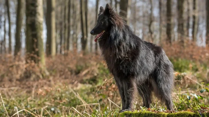 Pastore Belga Groenendael Dog photo
