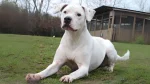 Guatemalan Bull Terrier Dog photo