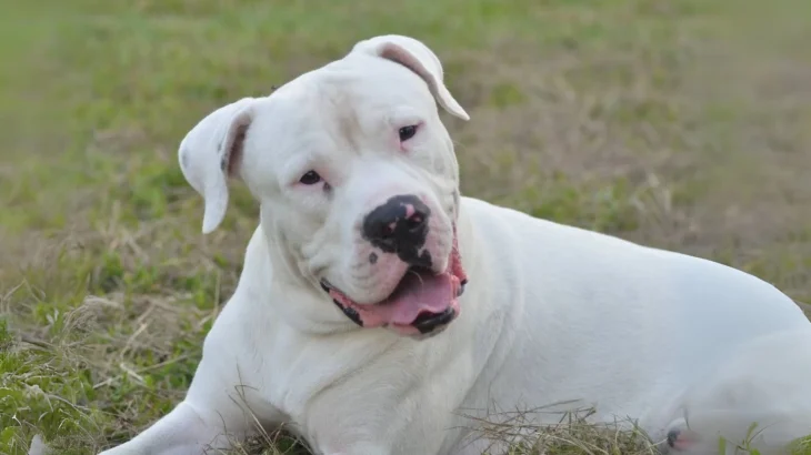 Guatemalan Bull Terrier Dog photo