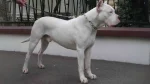 Guatemalan Bull Terrier Dog photo