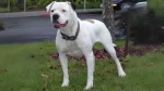 Guatemalan Bull Terrier Dog photo