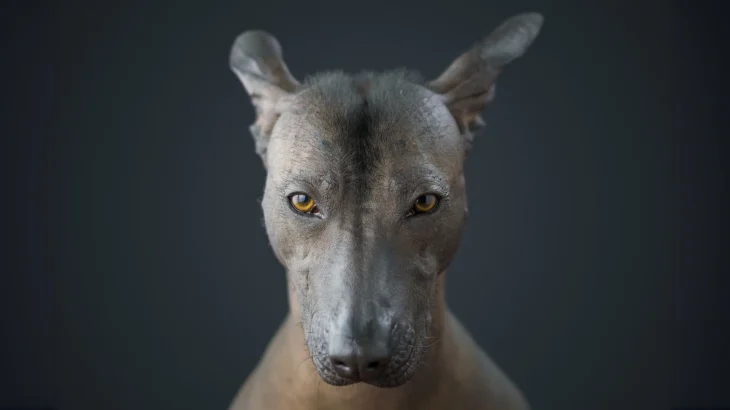 Hairless Khala Dog photo