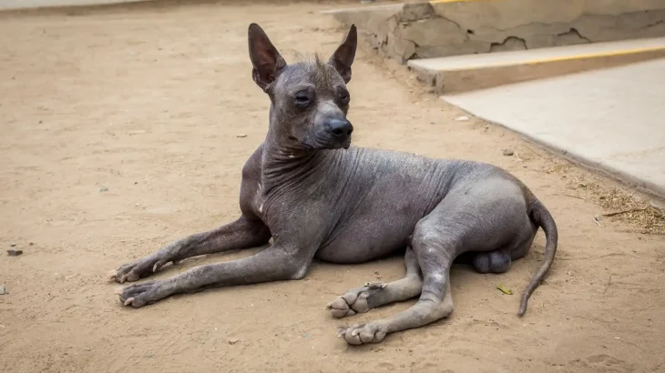 Hairless Khala Dog photo