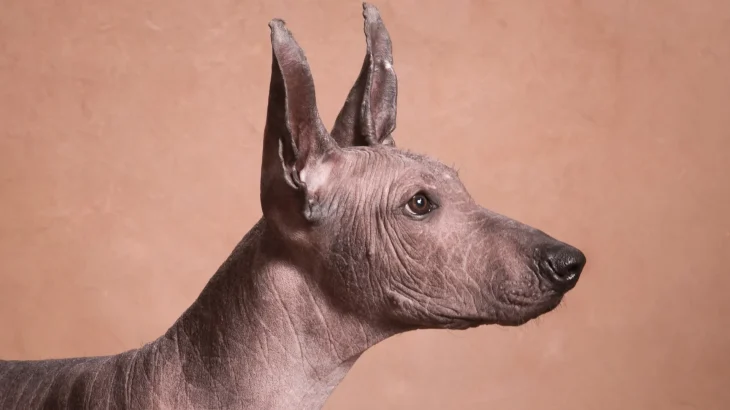 Hairless Khala Dog photo