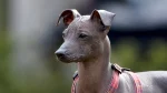 Hairless Khala Dog photo